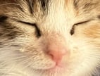 a sleepy cat